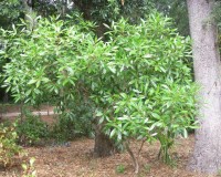 osmanthus americana 3.jpg